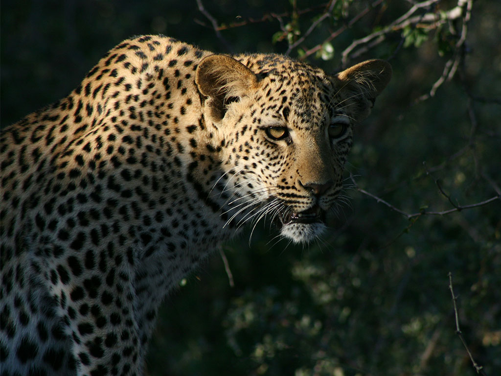 Leopard on granite in Jawai