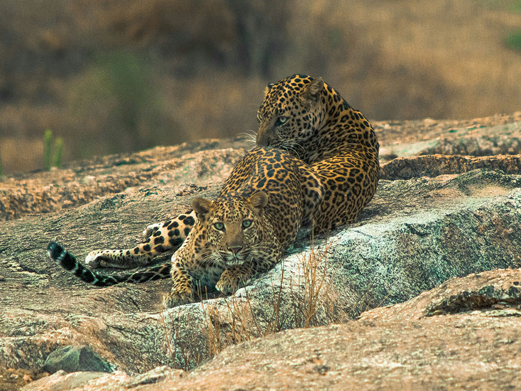 Leopard at dusk