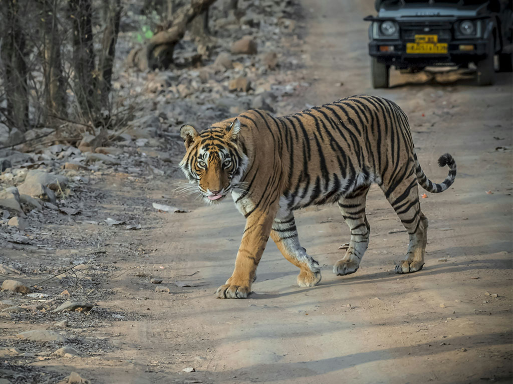 Bengal tiger in Ranthambore