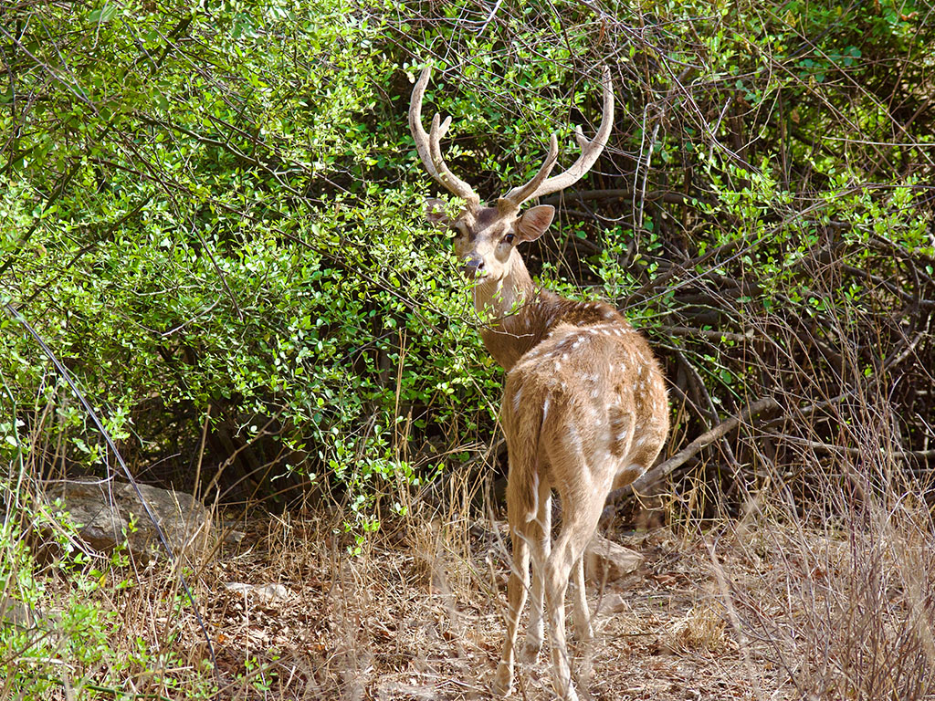 A tiger at a forest waterhole in Ranthambore