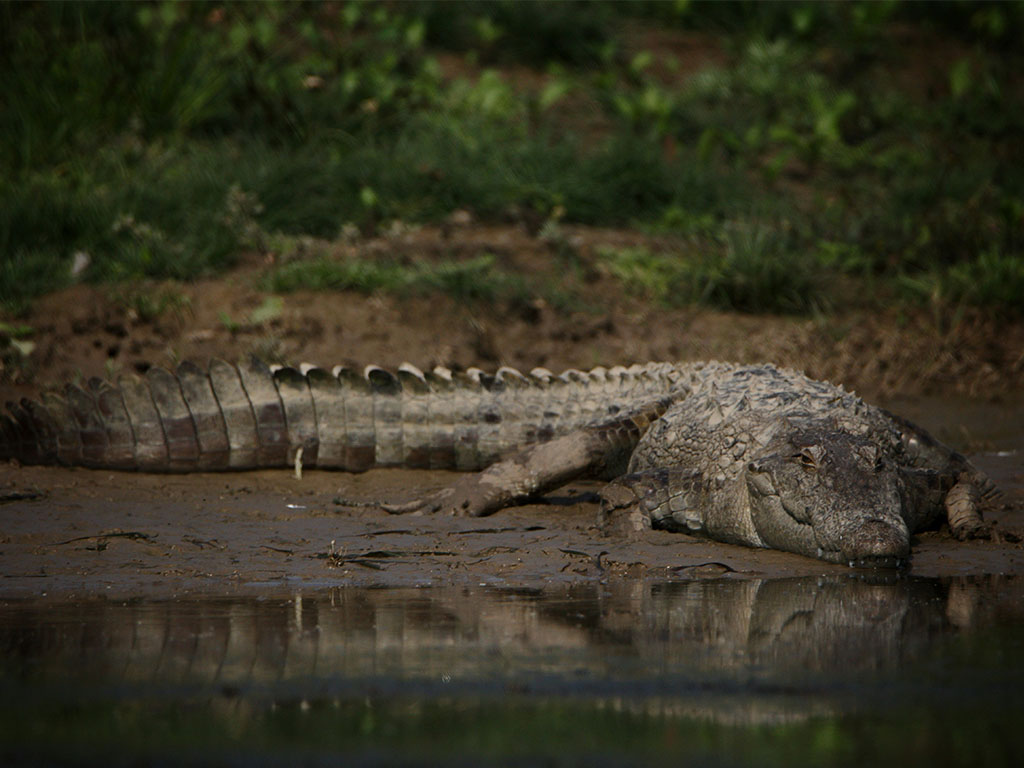 A safari vehicle on trail in the early morning light of an Indian national park